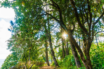Fototapeta premium Mountain green tree with sunny cloud sky sun light