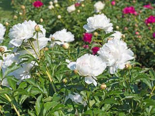 Weiße Pfingstrosen, Paeonia, Blumen