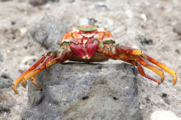 TIERE_5124_rote_Klippenkrabbe