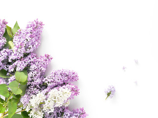 Flowering lilac isolated on white background, top view, flat layout, copy space.