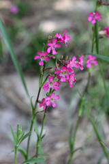 Wild purple flowers in the forest.