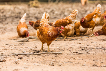 Happy chickens (hens)