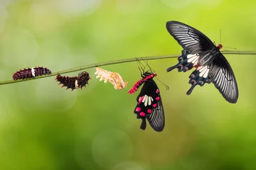 Crédence de cuisine en verre imprimé Papillon Cycle de vie du papillon Rose commune (Pachliopta aristolochiae)
