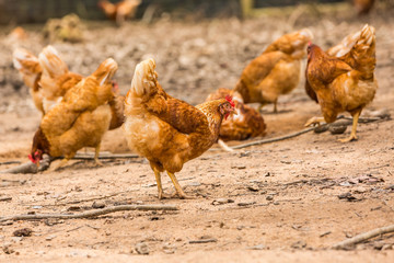 Happy chickens (hens)