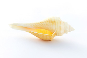 conch shell isolated on white background