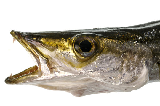 Yellowtail Barracuda – Head, Eye and Teeth