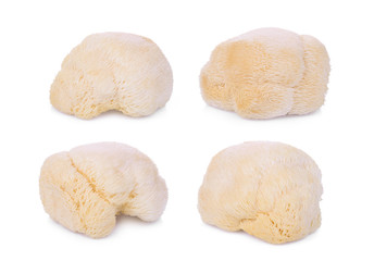 mushroom mokey head, lion mane or yamabushitake isolated on white background