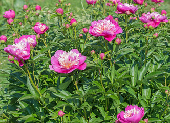 Pfingstrosen, Paeonia