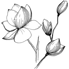 Magnolia in a vector style isolated. Full name of the plant: magnolia, gynopodium, sweetbay. Vector olive tree for background, texture, wrapper pattern, frame or border.