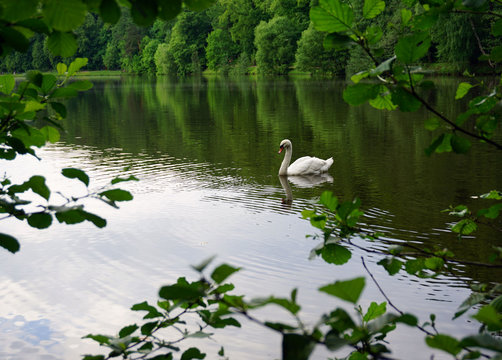 Лебедь, плывущий в воде в парке