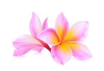 pink frangipani isolated white background