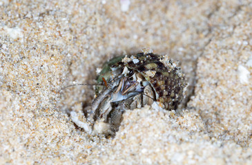 hermit crab on the beach