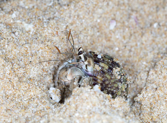 hermit crab on the beach