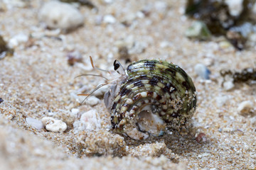 hermit crab on the beach