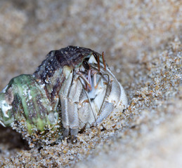 hermit crab on the beach