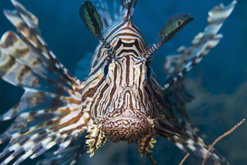Close-up of a Red Lionfish (Common Lionfish)