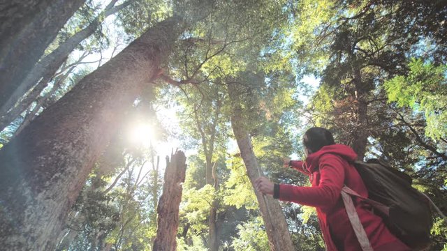 Bottom perspective of biologist using a hiking stick and pointing the highest tree in the beautiful Patagonian forest. 