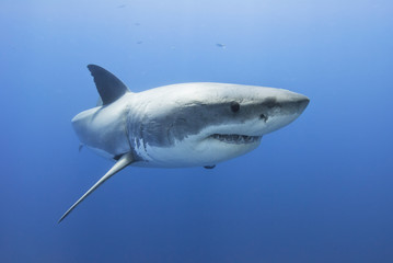 Great white shark showing sharp rows of teeth