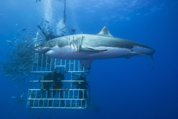 Great white shark sideways in front of a diving cage with scuba divers