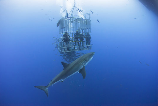 Cage diving with Great White Shark in clear blue water