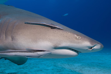 Lemon Shark showing sharp teeth with suckerfish behind his mouth