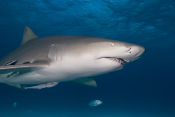 Angry looking Lemon Shark showing sharp rows of teeth