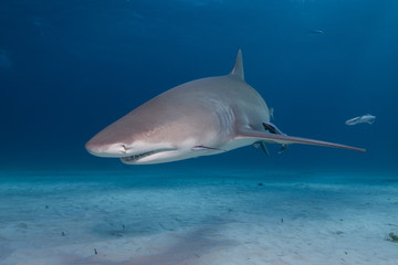 Naklejka premium Angry looking Lemon Shark showing sharp teeth rows