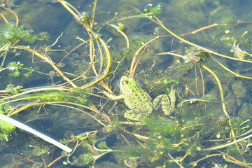 green frog swimming in the algae water 