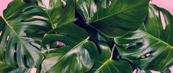 Fototapeta na wymiar Tropical leaves Monstera on colorful background