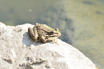 frog toad watching on the stone