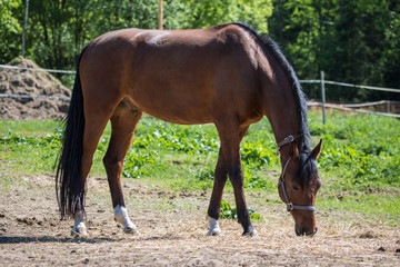 Naklejka na ściany i meble The brown Hanoverian horse in the bridle or snaffle on the pasture or grassland with the green background of trees an grass in the sunny summer day