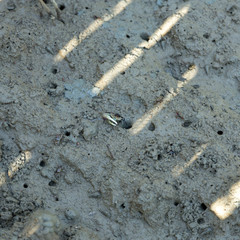 Mangrove crab feeding on mudflats during low tide. (Sesarma mederi)