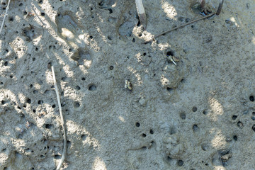 Mangrove crab feeding on mudflats during low tide. (Sesarma mederi)