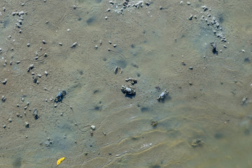 Mangrove crab feeding on mudflats during low tide. (Sesarma mederi)