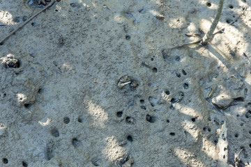 Mangrove crab feeding on mudflats during low tide. (Sesarma mederi)
