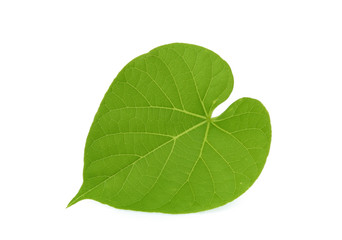 Fototapeta na wymiar green leaf of tinospora cordifolia or bora phet (thai name) isolated on white background