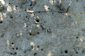Mangrove crab feeding on mudflats during low tide. (Sesarma mederi)