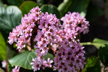 Fototapeta na wymiar Herzblatt-bergenie, Dickblatt-Bergenie (bergenia cordifolia cv.)