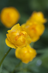 Naklejka premium Chinese globeflower (Trollius chinensis) close up