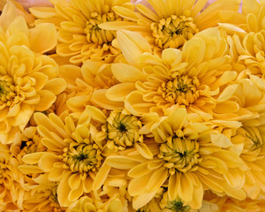 yellow chrysanthemum flowers closeup, natural background