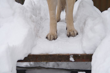 Dog Legs In Snow