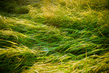 Fallen rice,Rice fields,organic asian rice farm
