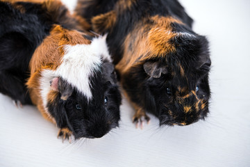 two black,white and red guinea pig