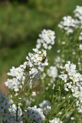 bee pollinates a fine white wild flower close-up on a soft green blurred background