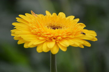 Flowers In Cameron Highland. It is a hill side resort and well known for its beautiful flowers.