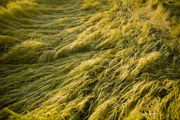 Fallen rice,Rice fields,organic asian rice farm