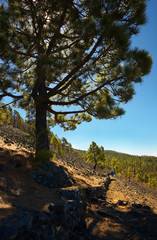 Landscape in the Island of La Palma with an endemic pine Pinus canariensis, Canary Islands, Spain