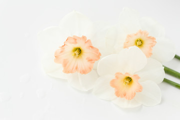 Delicate flowers of daffodils on a white table close-up, space for text