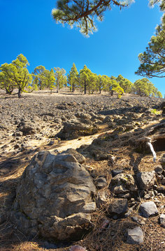 Landscape in the Island of La Palma with an endemic pine Pinus canariensis, Canary Islands, Spain