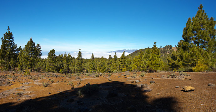 Landscape in the Island of La Palma with endemic pines Pinus canariensis, Canary Islands, Spain